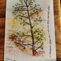 watercolour limited edition print of an alder tree and poem